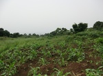 45350CIMG2435.JPG