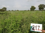 71180217a-rainfed-agriculture-soyabean.jpg