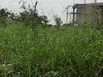 50337CIMG0966.JPG