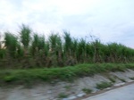 55830CIMG6467.JPG