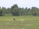 1179873-croplant-rice-under-preparation-modern-d.gif