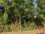 30919CIMG0775.JPG