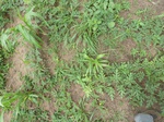 18588P1000425.JPG