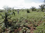 12036GT293_groundnut_tomato.JPG