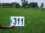 131150311a-irrigated-canal-rice.gif
