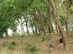 44561CIMG1746.JPG