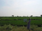 7737gt0131b-cultivated-irrigated-rice.jpg