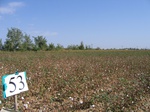 8077053-Irrigated (Surface water) cotton-b.jpg