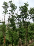 53711CIMG7111.JPG