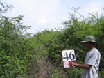 1050246-scrubland-3m-a.gif