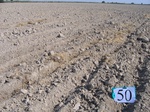 10263050-Irrigated (Surface water) winter wheat-a.jpg