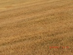 29674CIMG0964.JPG