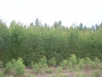26230RIMG0197.JPG