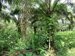 46281CIMG0570.JPG