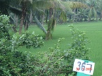 76110367d-irrigated-canal-rice-doublecrop-plantation-coconut.jpg
