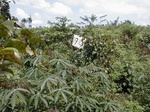 12294GT194_yam_cassava.JPG