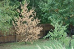 2012-09-02_12-47-54_Sep pics 003.JPG