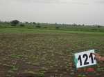 124500121b-rainfed-agriculture-sunflower.gif