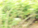 50691CIMG1320.JPG