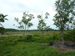55017Berau (317).JPG