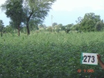 129830273c-irrigated-supplemental-lift-irrigation-cotton.gif