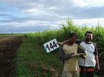 68970144a-irrigated-supplemental-groundwater-sugarcane.jpg