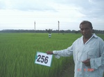 129150256c-irrigated-canal-rice-doublecrop-wheat.gif