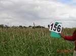 125740156a-irrigated-supplemental-groundwater-millet-dominant-sugarcane-sorghum.gif