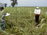 12089GT091_soybean_g_corn.JPG
