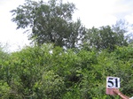 1192051-forest-remanant-degraded-iucn-a.gif