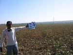 11478024-Farm land (Surface water) Cotton-a.jpg