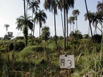 12145GT143_Oilpalm_valley_bottom.JPG