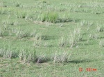 275952002-G96.JPG