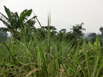 50346CIMG0975.JPG