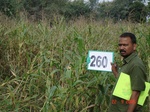 129300260a-rainfed-agriculture-maize-doublecrop-wheat.gif