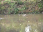 28746fogarty cameroon 001.jpg