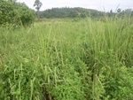 33618RIMG0283.JPG