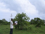 838676-plantation-cashew-a.jpg