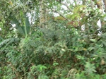 46620CIMG0909.JPG