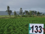 124890133a-rainfed-agriculture-groundnut-maize.gif