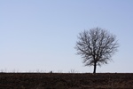 43281Burn_Trees_c.jpg