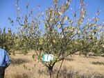 8000017-irrri-orchard-sw-1a.jpg