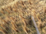 3333R0017372.JPG