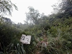 12336GT233_bamboo_and_wet_wasteland.JPG