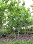 31986IMG_5599.jpg