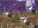 11643078-Irrigated (Surface water) cotton-a.jpg