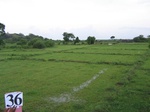 1047636-cropland-rice-fallow-with-high-weeeds-b.gif