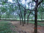 53124CIMG4597_调整大小.JPG
