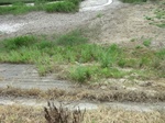 53796CIMG0262.JPG