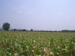 28180RIMG0169.JPG